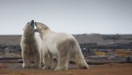 Two polar bears engaged in play fighting in the Arctic National Wildlife Refuge in Alaska. Photo for The Washington Post by Jessica Matthews.