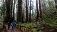 Tourists walk among redwoods in Muir Woods National Monument in northern California. Ryan Jones / The Washignton Post 