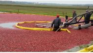 Cranberry marshes at Wetherby Cranberry Co. in Warrens, Wisconsin, are flooded to make harvesting easier. Photo by Kate Silver for The Washington Post.