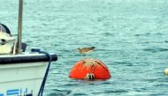 Winter Visitor: A lonely Eurasian Curlew (Whimbrel) resting on an Anchor Ball at the Doha Corniche yesterday. Picture by: Salim Matramkot/The Peninsula