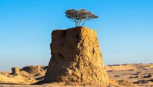 Surreal pictures of trees from Umm Bab Clay Quarry