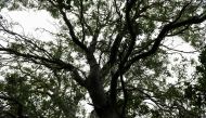 A mature quillay tree, or Soapbark tree (Quillaja saponaria) is seen at a nursery in Casablanca, Chile April 20, 2021. Reuters/Tamara Merino