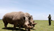 Najin (R) and her daughter Fatou, the last two northern white rhino females, graze near their enclosure at the Ol Pejeta Conservancy in Laikipia National Park, Kenya March 31, 2018. Reuters/Thomas Mukoya/File Photo