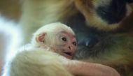 A rare white-cheeked gibbon named Dao who was born in September sits on mother's lap at the Zoo in Wroclaw, Poland October 28, 2021. Wrocaw Zoo/Handout via REUTERS