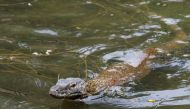 A young Komodo dragon, scientific name Varanus komodoensis, swims inside the caring cage at the Surabaya Zoo, in Surabaya, East Java province, Indonesia, November 1, 2021. Picture taken November 1, 2021. REUTERS/Prasto Wardoyo