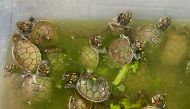 Baby river turtles native to the Amazon rainforest are seen before being freed in Iquitos, Peru, November 4, 2021. Picture taken November 4, 2021. REUTERS/Alfredo Galarza