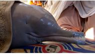 An Indus dolphin is seen inside an ambulance in this still image from a video in Larkana, Pakistan October 30, 2021. REUTERS TV/REUTERS