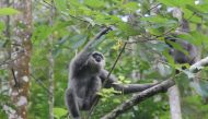 A Javan gibbon hangs on a tree in Sukabumi, West Java province, Indonesia, February 23, 2022. Reuters/Tommy Ardiansyah