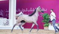 Scenes during the opening day of Al Shaqab International Arabian Horse Show yesterday.