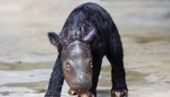 This handout picture taken on November 26, 2023, by the Indonesian Ministry of Environment and Forestry shows a 2-day-old Sumatran rhino calf at the Sumatran rhino sanctuary in Lampung province. (Photo by Handout / Indonesian Ministry of Environment and Forestry / AFP) 