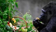 Fatou, known to be the world's oldest female gorilla, feeds on a kiwi she picked out of a basket that she was given in her outdoor enclosure one day ahead of her 67th birthday at the Berlin Zoological Gardens, Berlin, Germany, on April 12, 2024. (Photo by John MacDougall / AFP)