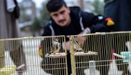 In this photograph taken on May 3, 2024 an Afghan man watches goldfinches compete in a birdsong duel early morning at a basketball court in Kabul. (Photo by Ahmad Sahel Arman / AFP) 