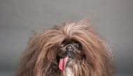 Wild Thang, an 8-year-old Pekingese who was just crowned the world's ugliest dog. Picture: Will Bucquoy for the Sonoma-Marin Fair
