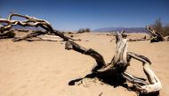 The dried branches of a dead tree are seen at Mesquite Flat Sand Dunes in Death Valley National Park, near Furnace Creek, during a heatwave impacting Southern California on July 7, 2024. (Photo by Etienne Laurent / AFP)