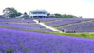 Lavender flowers in full bloom are seen at Hinode Park in Kamifurano, Hokkaido, on Saturday. (Photo: The Japan News)