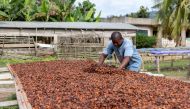 A farmer arranges cocoa beans to dry at a farm in Kwabeng, Ghana. (Photo by Paul Ninson/Bloomberg)