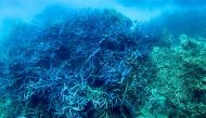 This picture taken on March 7, 2022 shows the current condition of the coral on the Great Barrier Reef, off the coast of the Australian state of Queensland. Photo by Glenn NICHOLLS / AFP

