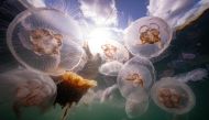 This picture taken on September 11, 2023 shows Moon Jellyfish (with rings) and Sting Jellyfish (yellow-orange inside) among a smack of a several thousand swimming off Seglvik, in northern Norway. (Photo by Olivier MORIN / AFP)