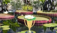 The Missouri Botanical Garden was sent this heavyweight champion trophy for its win. MUST CREDIT: Denver Botanic Gardens