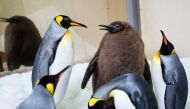 A handout photo taken on September 3, 2024 by Sea Life Melbourne and released on September 25, 2024 shows Pesto, a nine-month-old penguin chick, in Melbourne. Photo by Handout / Sea Life Melbourne / AFP