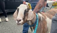 Joshua the goat received a medal after crossing the finish line of Conception Bay South's half marathon on Sunday. (Photo by Town of Conception Bay South)

