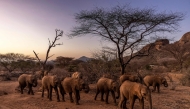 File: Elephant calves walk after a feeding routine early in the morning at Reteti Elephant Sanctuary in Namunyak Wildlife Conservancy, Samburu, Kenya on October 13, 2022. (Photo by Luis Tato / AFP)