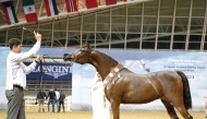 With the conclusion of the 4th Qatar Arabian Breeders Cup, the Qatar Arabian Horse Show for Local Bred will be held from October 27- 28. 