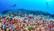 This handout photo taken by National Geographic Pristine Seas on October 24, 2024, and released on November 14, shows divers swimming over the world's largest coral. (Photo by Manu San Felix / National Geographic Pristine Seas / AFP) 