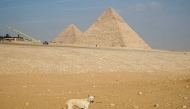 A stray dog wanders around the Great Pyramids on the Giza Plateau, on the outskirts of Cairo, on November 14, 2024. (Photo by Khaled Desouki / AFP)