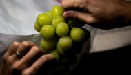 This picture taken on September 14, 2023 shows a worker packing a bunch of Shine Muscat grapes on Yuki Nakamura's farm in Tomi city, Nagano Prefecture. Photo by Philip FONG / AFP