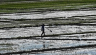 A farmer inspects his rice field after a river dike burst at the height of Super Typhoon Man-yi at a farming village in Aliaga, Nueva Ecija province on November 19, 2024. (Photo by TED Aljibe / AFP)