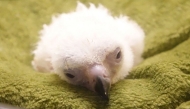 This handout photo taken on November 10, 2024 and released on November 20 shows chick number 30 after its hatching at the facility of the National Bird Breeding Sanctuary (NBBS) in Davao City, on the southern island of Mindanao. (Photo by Handout / Philippine Eagle Foundation (PEF) / AFP) 