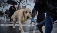 Image for representation only / A dog crossing a road with it's owner near Place de la Republique in central Paris on November 25, 2024. (Photo by Kiran Ridley / AFP)

