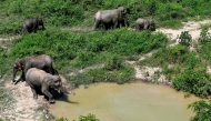 This photo taken on October 13, 2024 shows elephants walking by a pond at the Elephant Conservation Center (ECC) in Sainyabuli province in Laos. (Photo by Tang Chhin Sothy / AFP) 