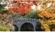 Fall foliage at Bulguksa Temple in Gyeongju, North Gyeongsang Province. Photo: KTO/THE KOREA HERALD

