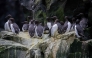 This handout photo provided by the US Fish and Wildlife Service (USFWS) shows common murres clustered together on a cliff ledge at the Alaska Maritime National Wildlife Refuge on July 30, 2019. (Photo by Brie Drummond / US Fish & Wildlife Service / AFP) 