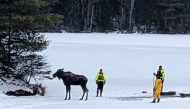 A moose after it was rescued from being stuck in a partially frozen lake in Hamilton County, New York. Pic: NYSDEC