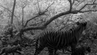 This screenshot from handout trap camera footage taken on July 11, 2024 and released on January 29, 2025 on the Facebook page of Kaeng Krachan National Park shows a Bengal tiger walking with three cubs in Kaeng Krachan National Park in Thailand's Phetchaburi province. Photo by Handout / Kaeng Krachan National Park / AFP