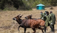 File photo: Two out of the five critically endangered Mountain Bongos (Tragelaphus eurycerus isaaci) run after being released into the Mawingu Mountain Bongo Sanctuary near Nanyuki, Kenya, March 9, 2022. Picture taken March 9, 2022. REUTERS/Baz Ratner