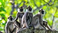 Monkeys are pictured in an enclosure outside the Mihintale temple at Mihintale village, in Anuradhapura on March 14, 2025. (Photo by Ishara S. KODIKARA / AFP)
