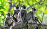 Monkeys are pictured in an enclosure outside the Mihintale temple at Mihintale village, in Anuradhapura on March 14, 2025. (Photo by Ishara S. KODIKARA / AFP)
