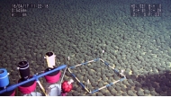 (Files) This handout photograph taken on April 17, 2016, and released by The Japan Agency for Marine-Earth Science and Technology (JAMSTEC) on August 26, 2016, shows manganese nodules dense area discovered at some 5,500 meters deep in the exclusive economic zone of Japan, around Minamitorishima located some 1,850 kilometers south of Tokyo. (Photo by HO / JAMSTEC / AFP) / 