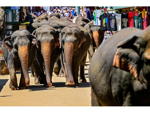 Elephants return to the Pinnawala Elephant Orphanage after taking their daily bath in a river in Pinnawala on February 16, 2025. (Photo by Ishara S. KODIKARA / AFP)