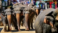 Elephants return to the Pinnawala Elephant Orphanage after taking their daily bath in a river in Pinnawala on February 16, 2025. (Photo by Ishara S. KODIKARA / AFP)