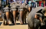 Elephants return to the Pinnawala Elephant Orphanage after taking their daily bath in a river in Pinnawala on February 16, 2025. (Photo by Ishara S. KODIKARA / AFP)