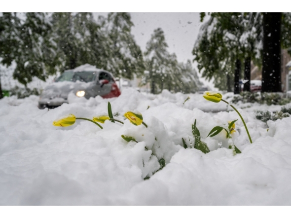 This photograph shows yellow tulips partially covered by snow in the city of Sierre as severe weather hit Swiss Alps, on April 17, 2025. (Photo by Fabrice Coffrini / AFP)