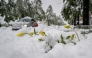 This photograph shows yellow tulips partially covered by snow in the city of Sierre as severe weather hit Swiss Alps, on April 17, 2025. (Photo by Fabrice Coffrini / AFP)