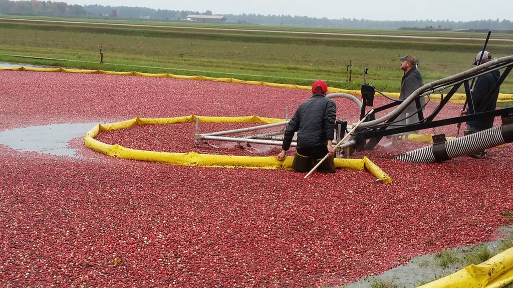 Cranberry marshes at Wetherby Cranberry Co. in Warrens, Wisconsin, are flooded to make harvesting easier. Photo by Kate Silver for The Washington Post.