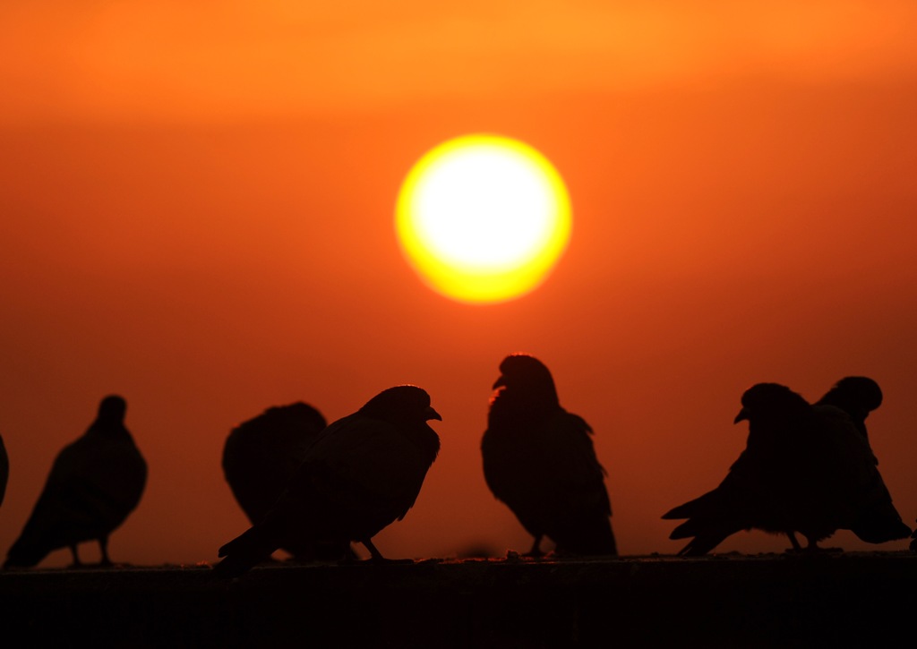 (FILE PHOTO) Pigeons silhouetted against sunrise in Doha. January 1, 2014. Salim Matramkot © 2018 The Peninsula