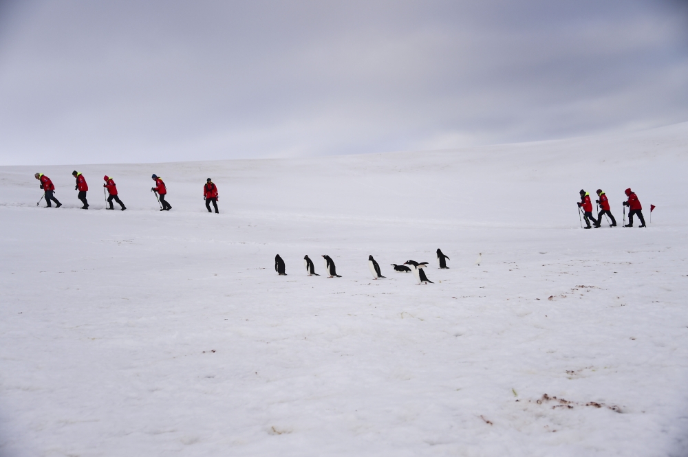 Tourists and Barbijo penguins (Pygoscelis antarcticus) are seen on Half Moon island, Antarctica on November 09, 2019. AFP / Johan Ordonez 